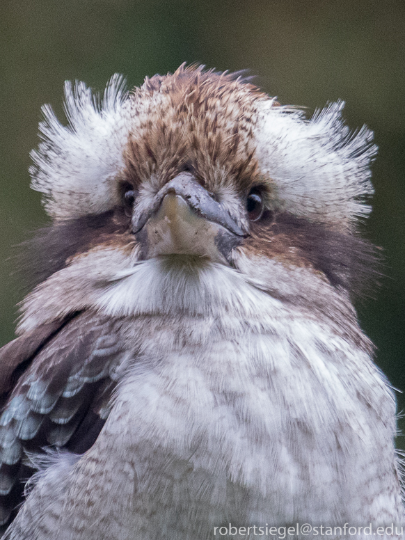 kookaburra